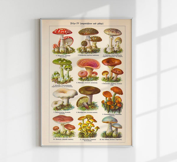 Vintage Mushrooms Chart IV – Botanische Illustration Fine Art Print Pilzposter