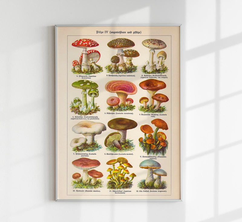 Vintage Mushrooms Chart IV – Botanische Illustration Fine Art Print Pilzposter — Patroa Studio