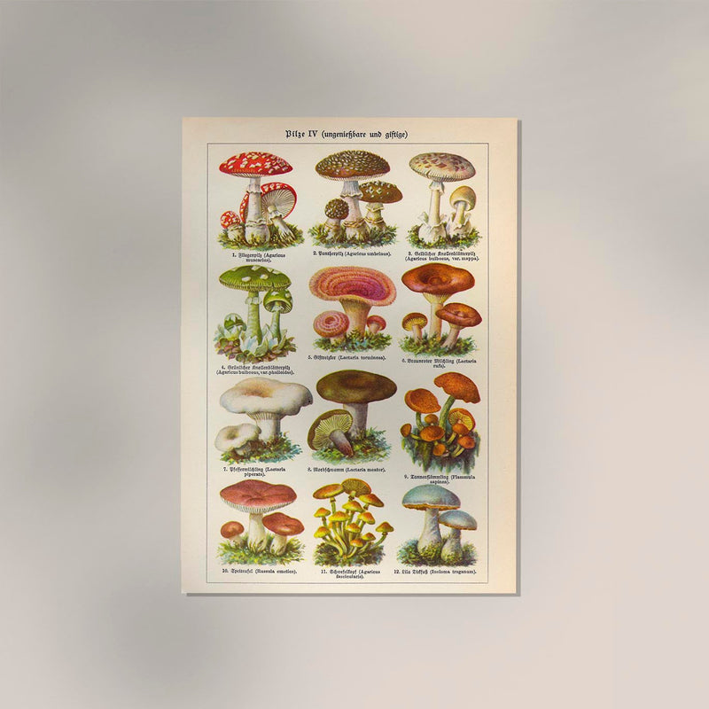Vintage Mushrooms Chart IV – Botanische Illustration Fine Art Print Pilzposter — Ansicht 2