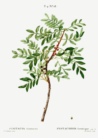 Pistazien-Pflanzen-Poster Fine Art Canvas – Nussgrün botanisches Design — Ansicht 3