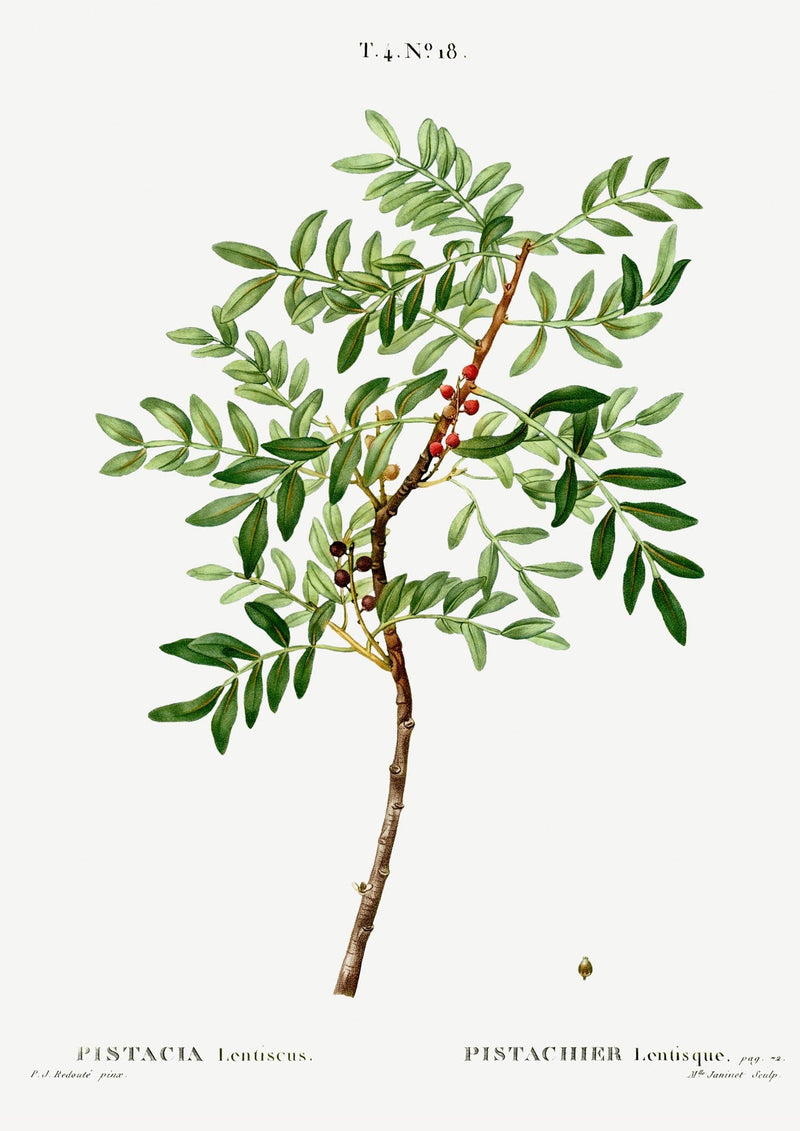 Pistazien-Pflanzen-Poster Fine Art Canvas – Nussgrün botanisches Design — Ansicht 3