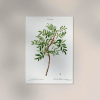 Pistazien-Pflanzen-Poster Fine Art Canvas – Nussgrün botanisches Design — Ansicht 2