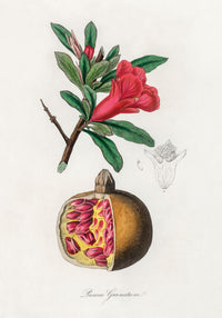 Pomegranate Kitchen – Fine Art Print | Granatapfel-Motiv Wanddeko A3/A2/A1 — Ansicht 3