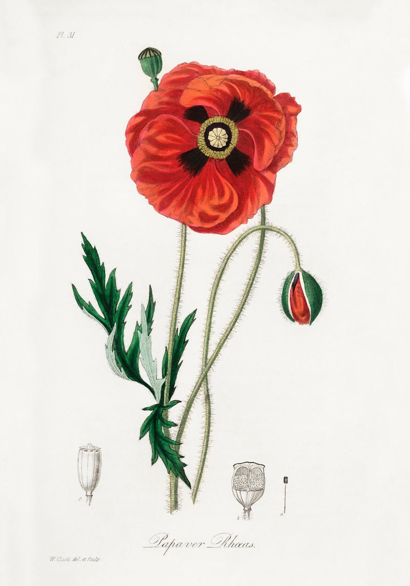 Poppy Flower Poster – Florales Motiv Kunstdruck Wanddekoration — Ansicht 3
