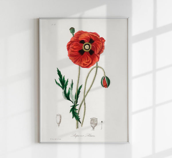 Poppy Flower Poster – Florales Motiv Kunstdruck Wanddekoration