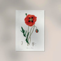 Poppy Flower Poster – Florales Motiv Kunstdruck Wanddekoration — Ansicht 2