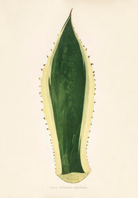 Agave Variegata – Rare Leaves Poster | Fine Art Print UV-beständig — Ansicht 3