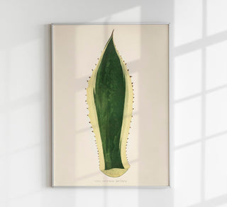 Agave Variegata – Rare Leaves Poster | Fine Art Print | UV-beständig | Skulpturale Blattsilhouette