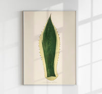 Agave Variegata – Rare Leaves Poster | Fine Art Print UV-beständig — Ansicht 1