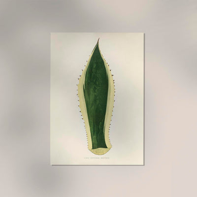 Agave Variegata – Rare Leaves Poster | Fine Art Print UV-beständig