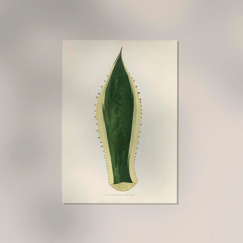 Agave Variegata – Rare Leaves Poster | Fine Art Print UV-beständig — Ansicht 2