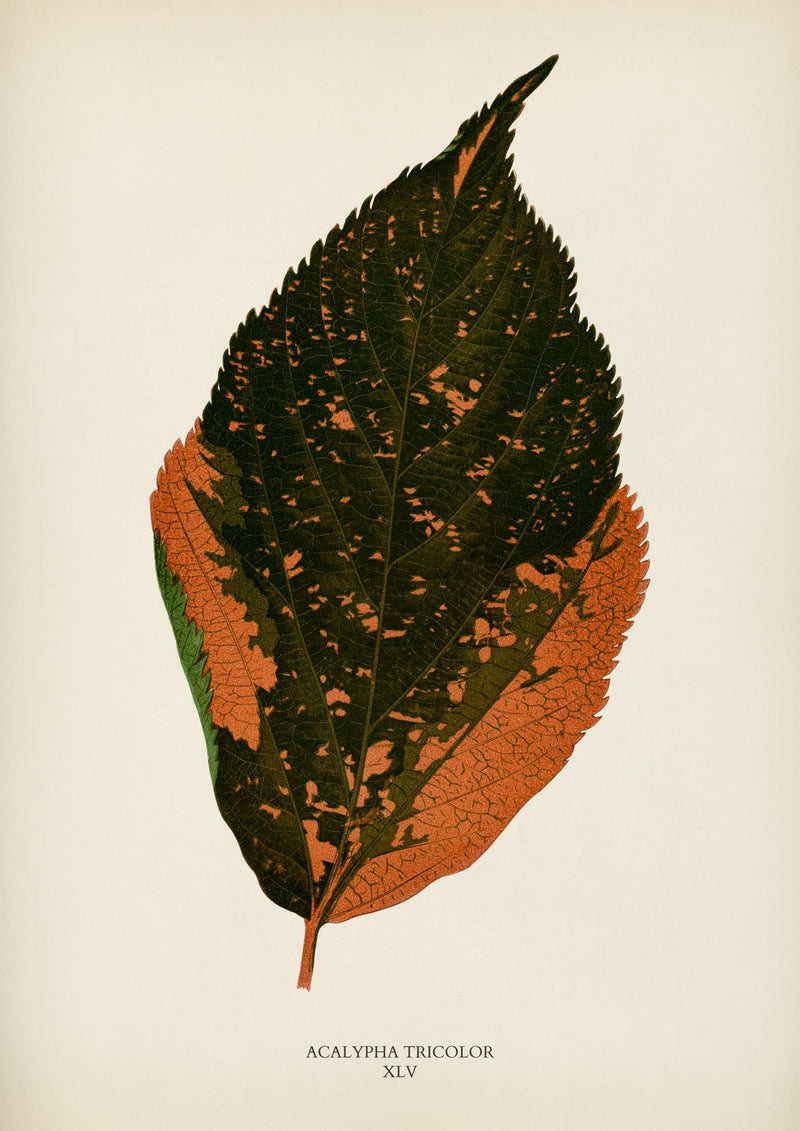 Acalypha Tricolor – Rare Leaves Naturfotografie Wandbild UV-beständig — Ansicht 3
