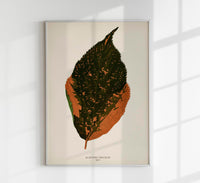 Acalypha Tricolor – Rare Leaves Naturfotografie Wandbild UV-beständig — Ansicht 1