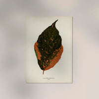 Acalypha Tricolor – Rare Leaves Naturfotografie Wandbild UV-beständig — Ansicht 2