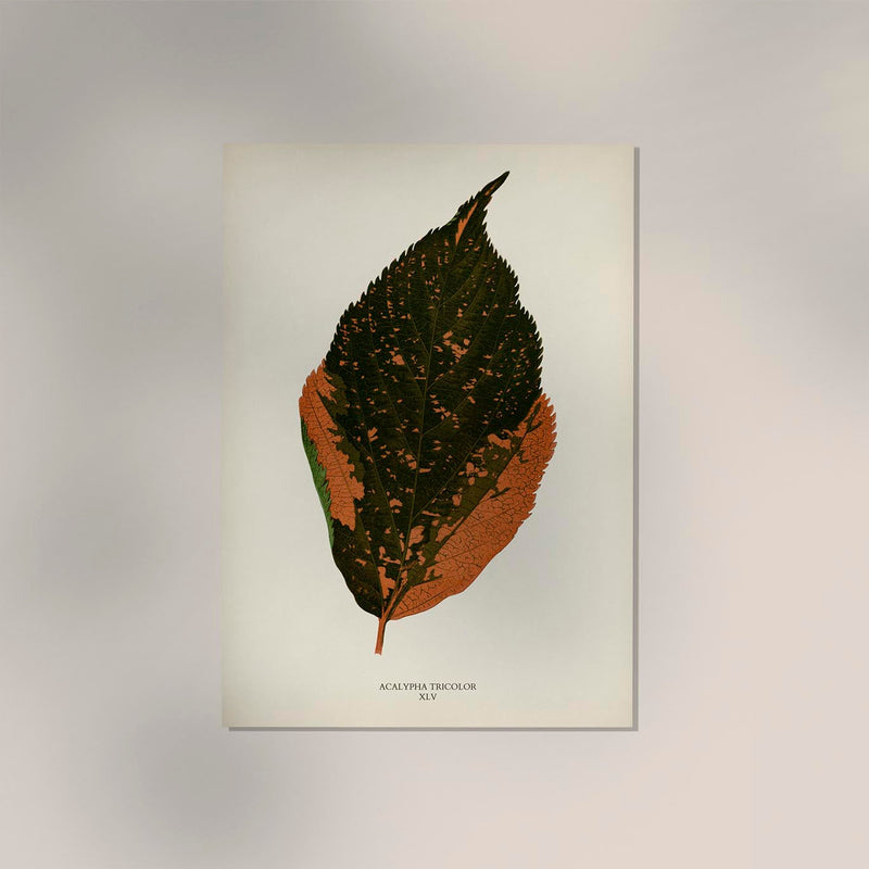 Acalypha Tricolor – Rare Leaves Naturfotografie Wandbild UV-beständig — Ansicht 2