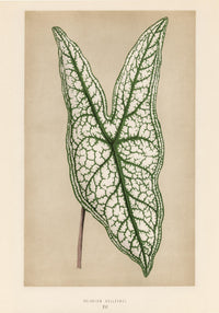 Caladium or Heart of Jesus – Rare Leaves Botanischer Fine-Art Print — Ansicht 3