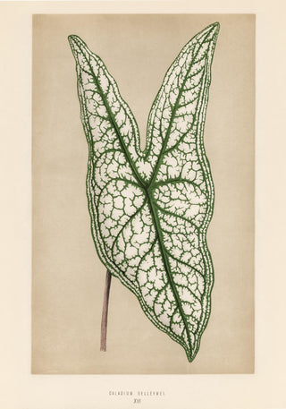 Caladium or Heart of Jesus – Rare Leaves | Botanical | Fine Art