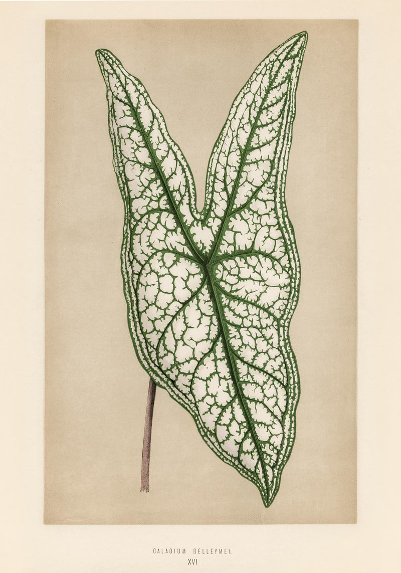 Caladium or Heart of Jesus – Rare Leaves Botanischer Fine-Art Print — Ansicht 3