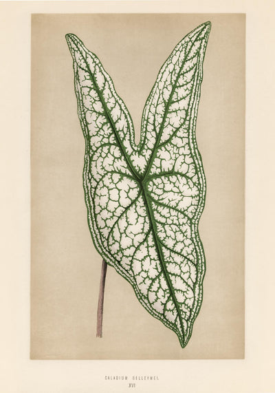 Caladium or Heart of Jesus – Rare Leaves Botanischer Fine-Art Print