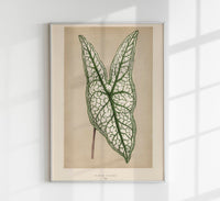 Caladium or Heart of Jesus – Rare Leaves Botanischer Fine-Art Print — Ansicht 1