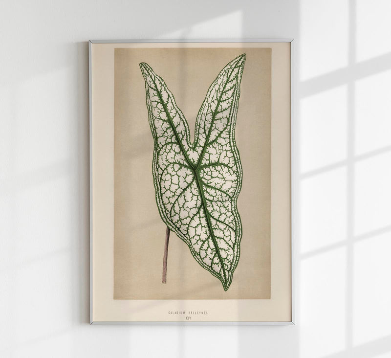 Caladium or Heart of Jesus – Rare Leaves Botanischer Fine-Art Print — Patroa Studio