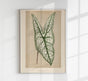Caladium or Heart of Jesus – Rare Leaves Botanischer Fine-Art Print