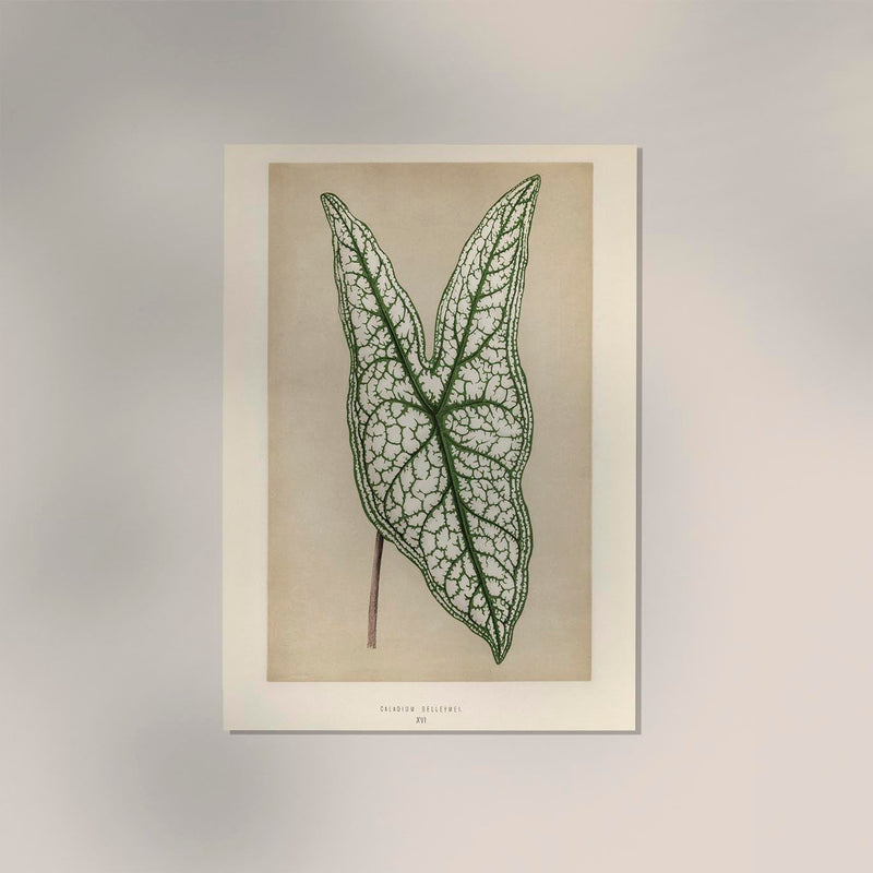 Caladium or Heart of Jesus – Rare Leaves Botanischer Fine-Art Print — Ansicht 2
