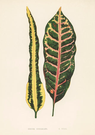 Croton Irregulare – Rare Leaves Poster | Fine Art Print | UV-beständig | Ornamentale Blattstruktur