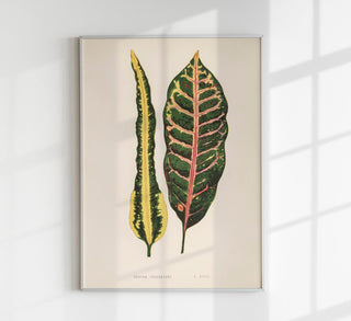 Croton Irregulare – Rare Leaves Poster | Fine Art Print | UV-beständig | Ornamentale Blattstruktur