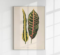 Croton Irregulare – Rare Leaves Poster | Fine Art Print | UV-beständig — Ansicht 1