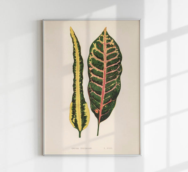 Croton Irregulare – Rare Leaves Poster | Fine Art Print | UV-beständig