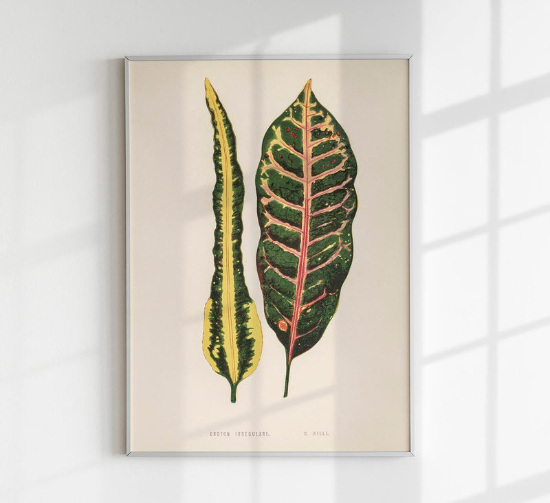 Croton Irregulare – Rare Leaves Poster | Fine Art Print | UV-beständig — Patroa Studio