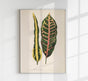 Croton Irregulare – Rare Leaves Poster | Fine Art Print | UV-beständig