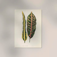 Croton Irregulare – Rare Leaves Poster | Fine Art Print | UV-beständig — Ansicht 2