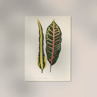 Croton Irregulare – Rare Leaves Poster | Fine Art Print | UV-beständig