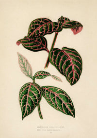 Eranthemum Sanguinolentum Rare Leaves Poster – Fine Art Paper oder Canvas — Ansicht 3