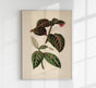 Eranthemum Sanguinolentum Rare Leaves Poster – Fine Art Paper oder Canvas