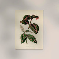 Eranthemum Sanguinolentum Rare Leaves Poster – Fine Art Paper oder Canvas — Ansicht 2