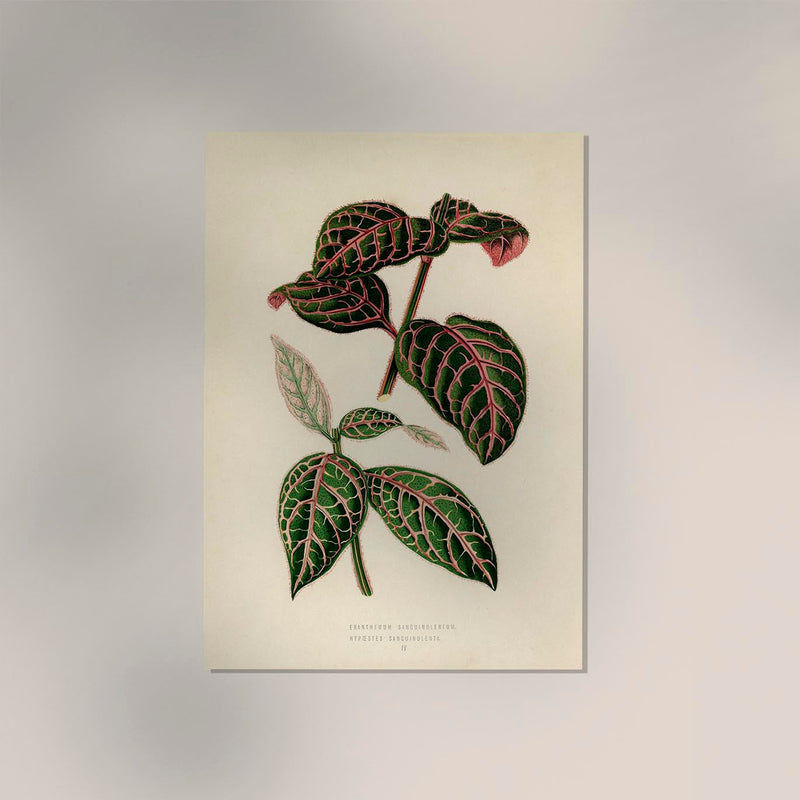 Eranthemum Sanguinolentum Rare Leaves Poster – Fine Art Paper oder Canvas — Ansicht 2