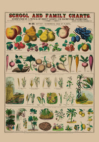 Botanical School and Family Chart – Fine Art Print | UV Resistant | Historical Botany — Ansicht 3