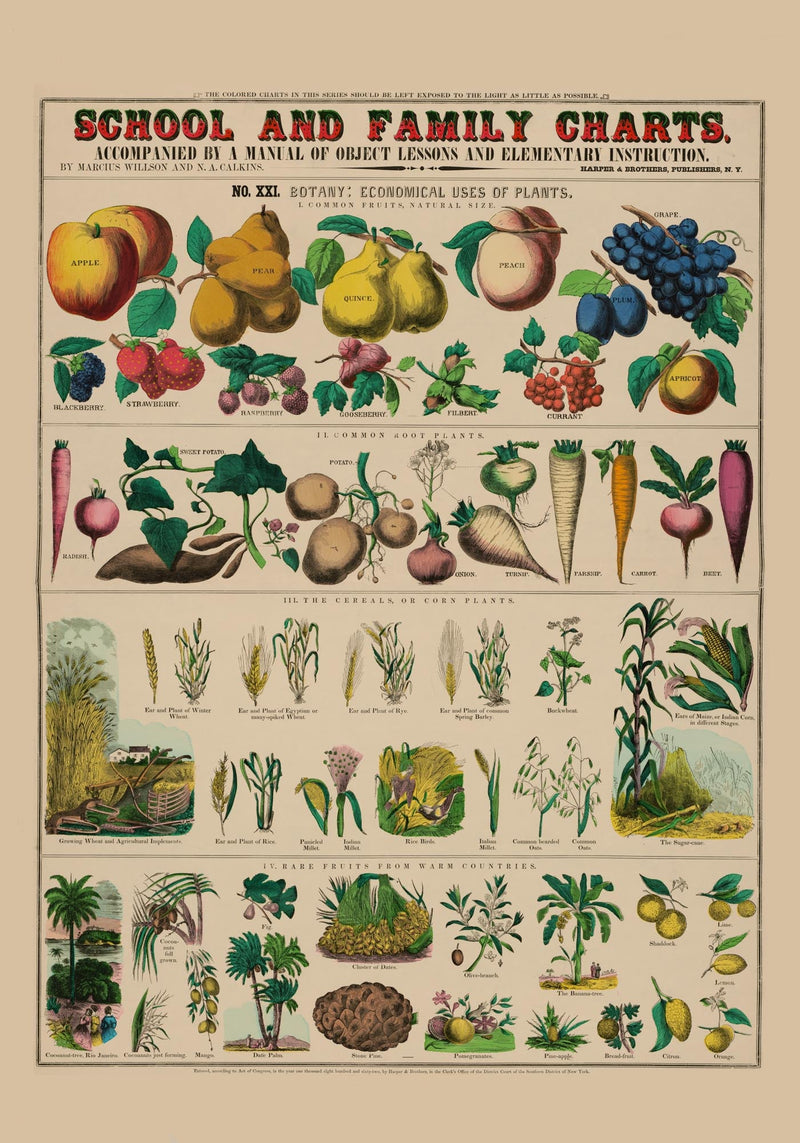 Botanical School and Family Chart – Fine Art Print | UV Resistant | Historical Botany — Ansicht 3