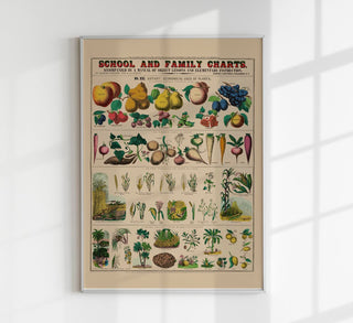 Botanical School and Family Chart – Fine Art Print | UV-beständig | Historische Botanik