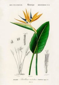 Strelitzia Flower Botanical Poster Fine Art Print UV-beständig Atelierdruck — Ansicht 3