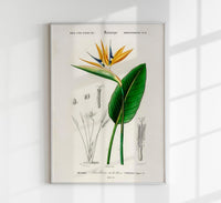 Strelitzia Flower Botanical Poster Fine Art Print UV-beständig Atelierdruck — Ansicht 1