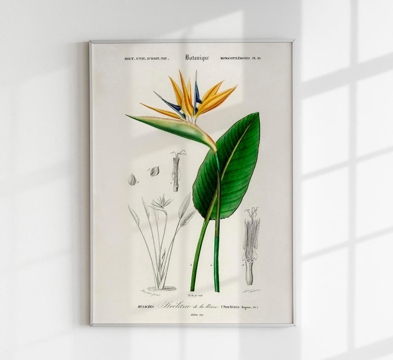 Strelitzia Flower Botanical Poster Fine Art Print UV-beständig Atelierdruck — Patroa Studio