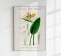 Strelitzia Flower Botanical Poster Fine Art Print UV-beständig Atelierdruck