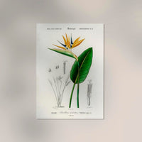 Strelitzia Flower Botanical Poster Fine Art Print UV-beständig Atelierdruck — Ansicht 2