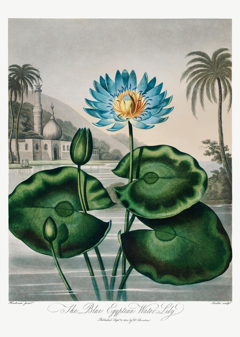 Flower Print Egyptian Water Lily – Fine Art Print UV-resistant — Ansicht 3