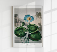 Flower Print Egyptian Water Lily – Fine Art Print UV-resistant — Ansicht 1