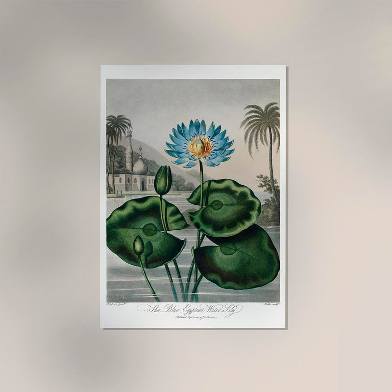Flower Print Egyptian Water Lily – Fine Art Print UV-resistant — Ansicht 2